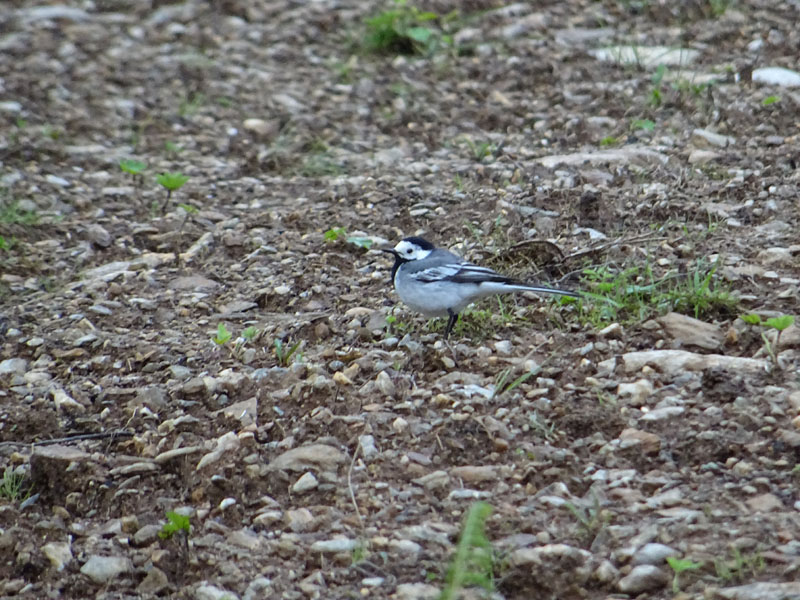 Motacilla alba